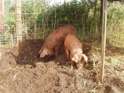 Uses of Diatomaceous Earth on the Homestead Image